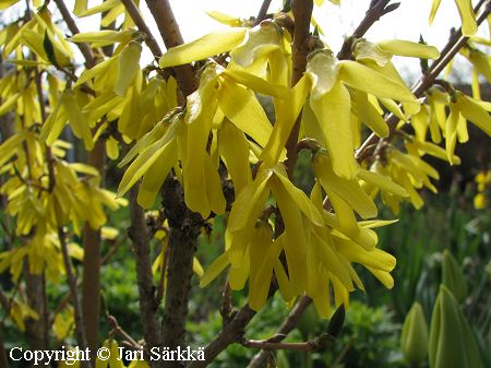 Forsythia 'Northern Gold', jalo-onnenpensas
